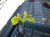 iris hollandica giallo